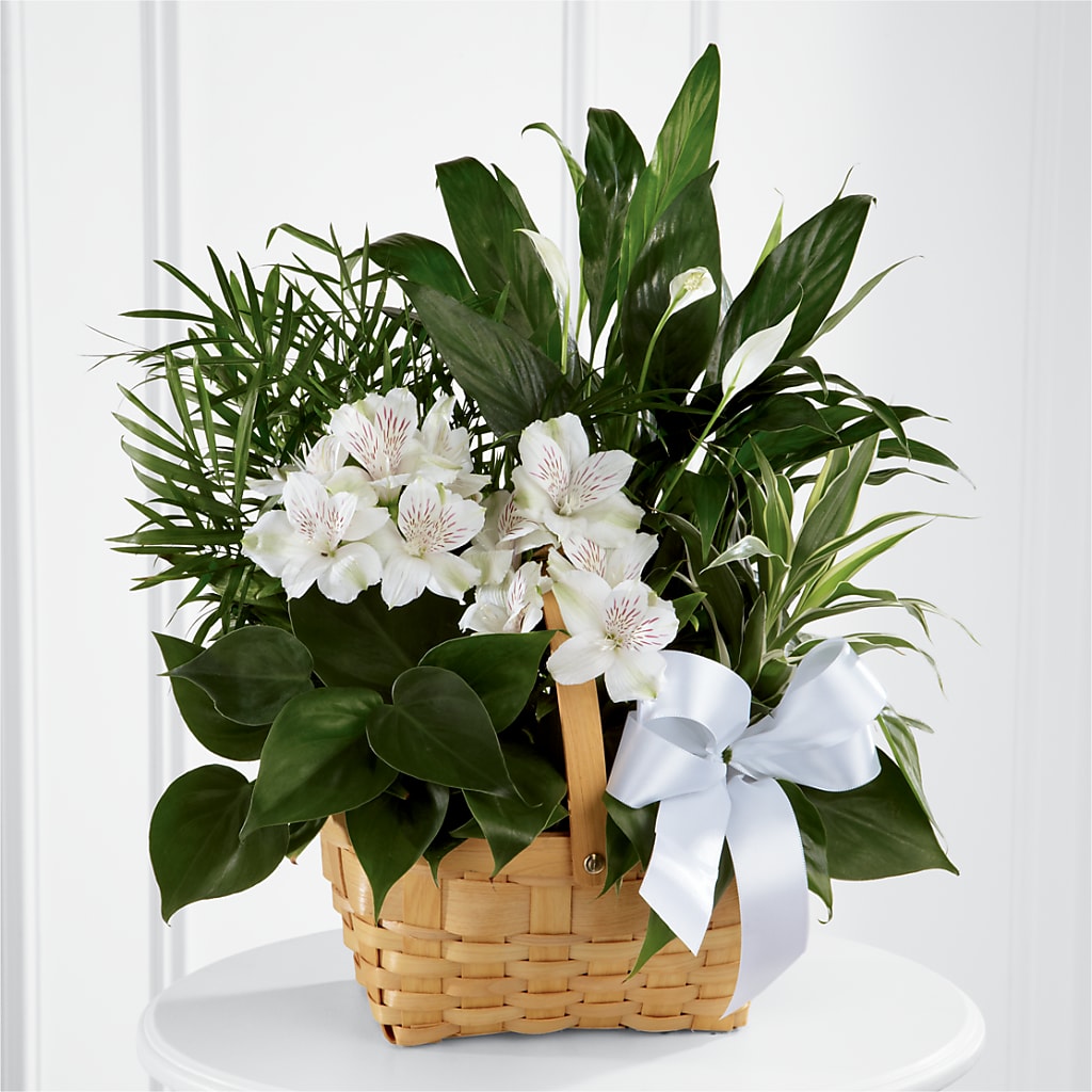 Peace & Serenity Dishgarden – ROBIN'S CORNER FLOWER SHOP, Taunton MA