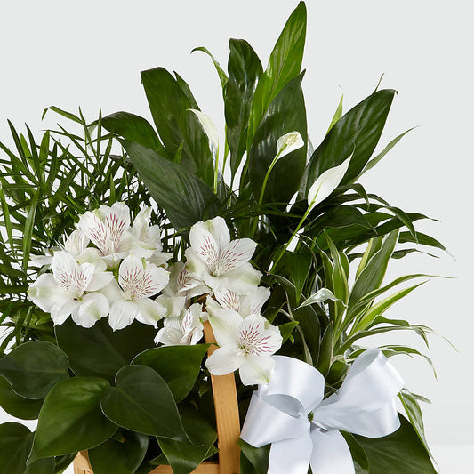 Peace & Serenity Dishgarden – ROBIN'S CORNER FLOWER SHOP, Taunton MA