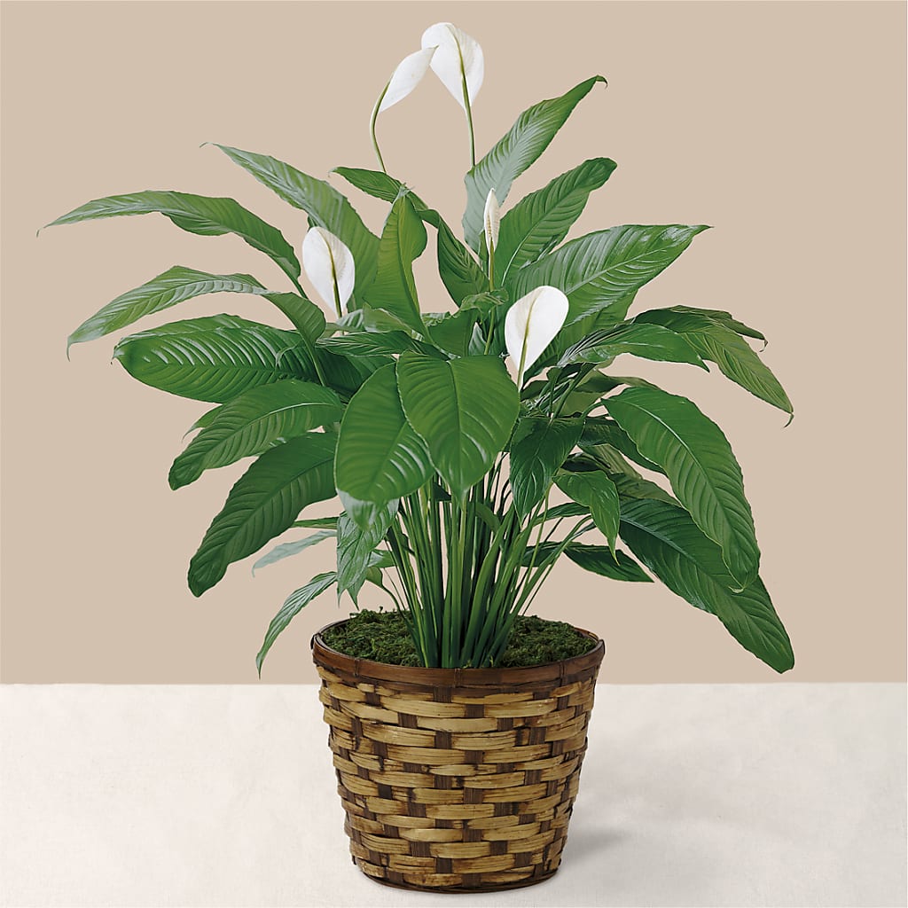 Tranquil Moments Peace Lily Plant – ROBIN'S CORNER FLOWER SHOP, Taunton MA