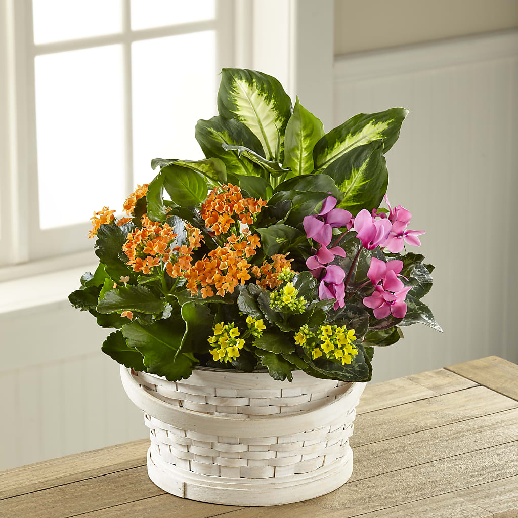 Color Crush Dishgarden – ROBIN'S CORNER FLOWER SHOP, Taunton MA
