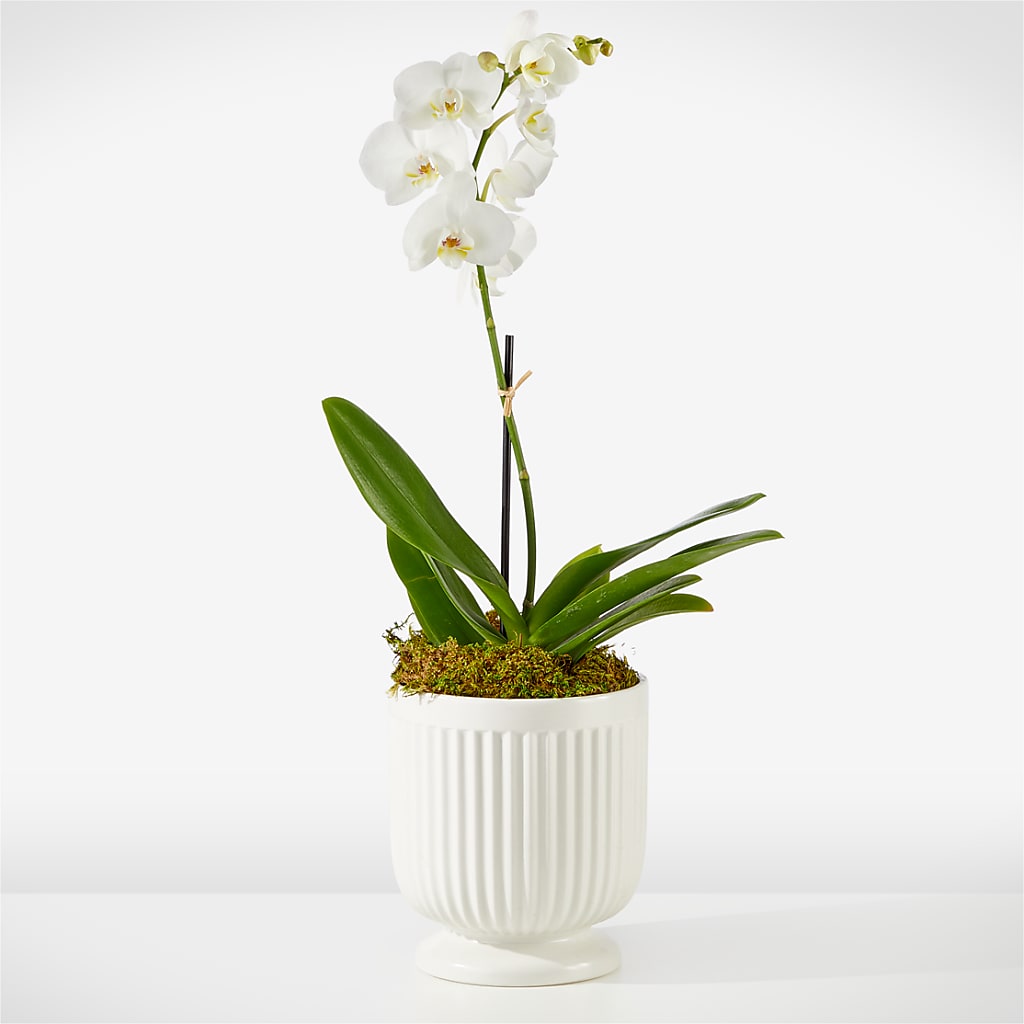 Whispering White Orchid – ROBIN'S CORNER FLOWER SHOP, Taunton MA