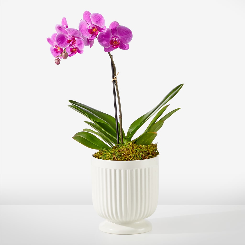 Friendly Fuchsia Orchid – ROBIN'S CORNER FLOWER SHOP, Taunton MA