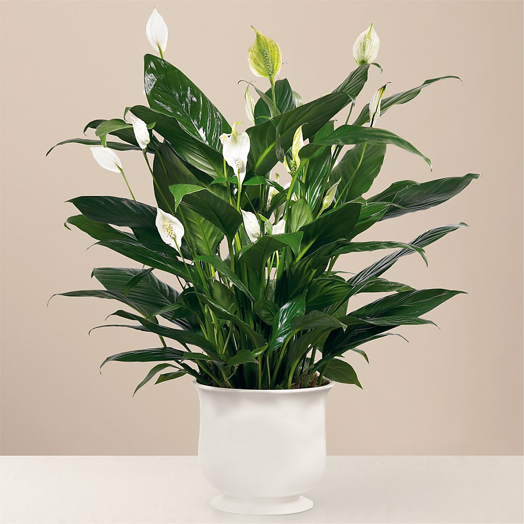 Comfort Planter – ROBIN'S CORNER FLOWER SHOP, Taunton MA