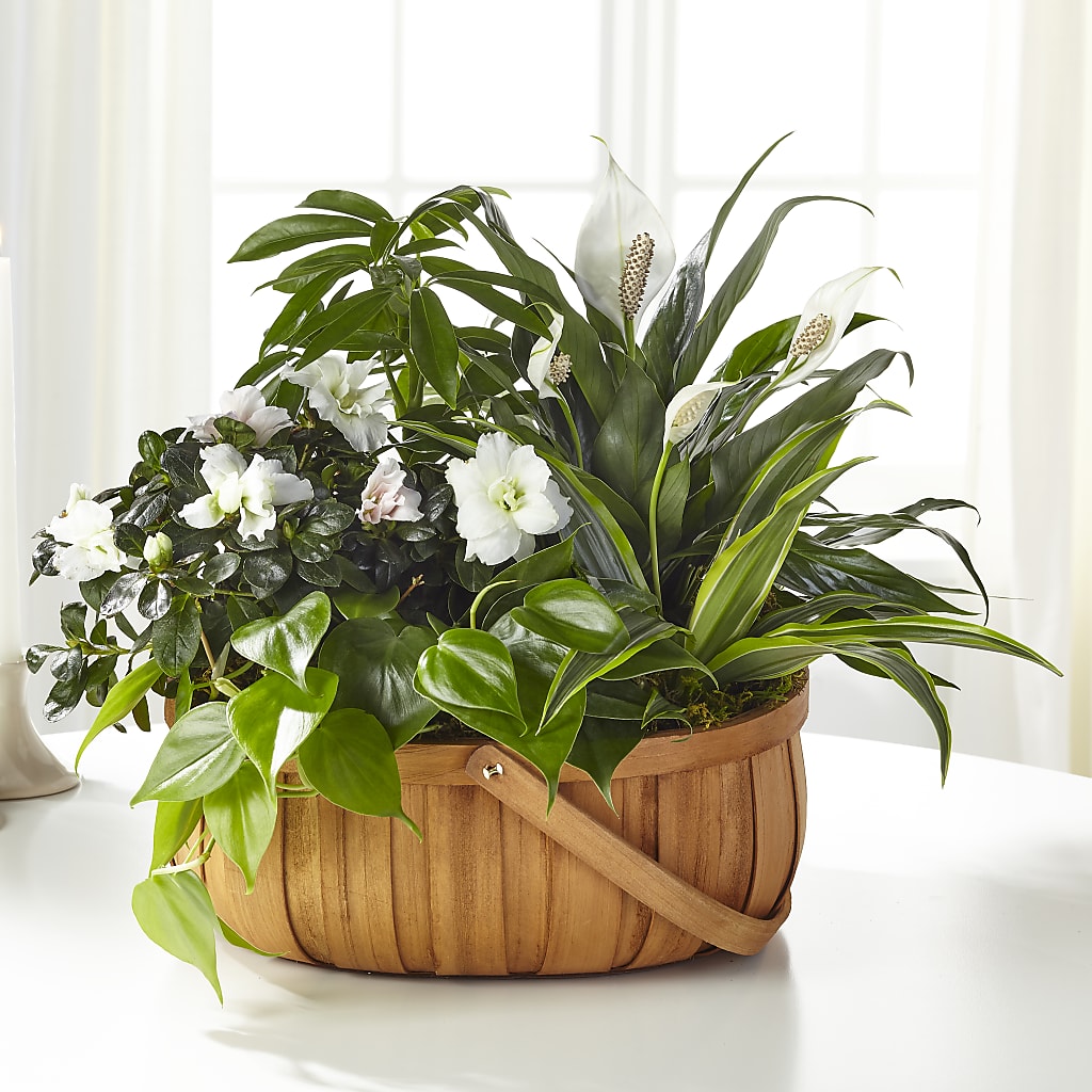 Serene Dishgarden – ROBIN'S CORNER FLOWER SHOP, Taunton MA