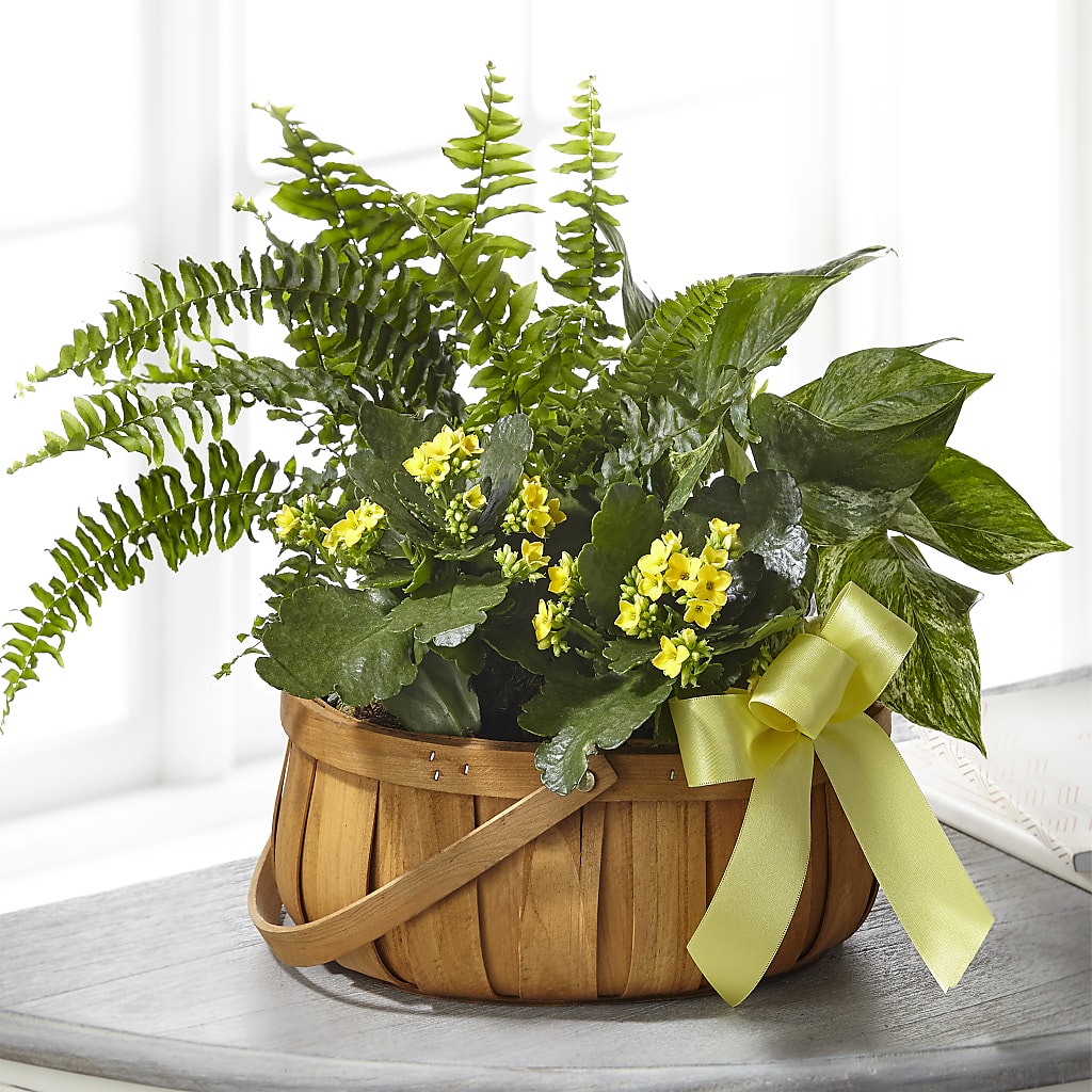 Always Dear Dishgarden – ROBIN'S CORNER FLOWER SHOP, Taunton MA