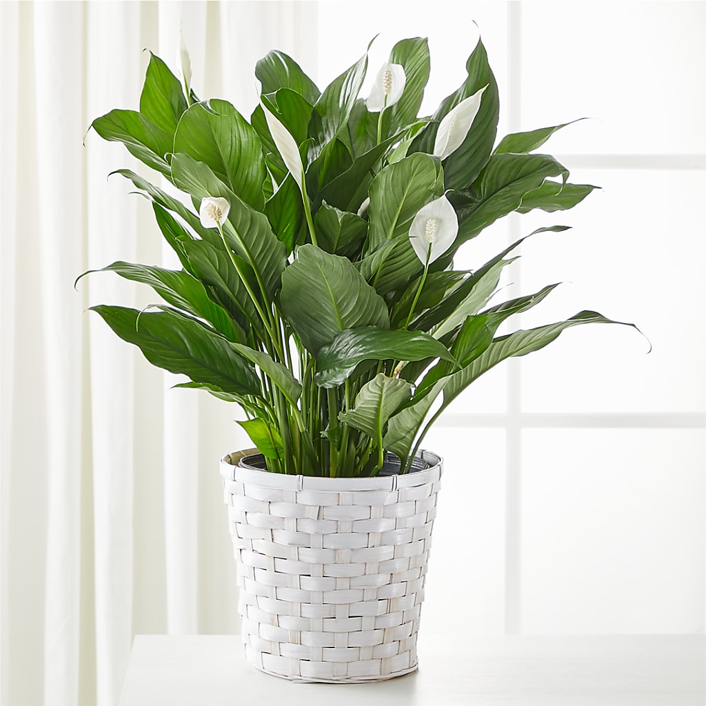 A New Leaf Peace Lily – ROBIN'S CORNER FLOWER SHOP, Taunton MA