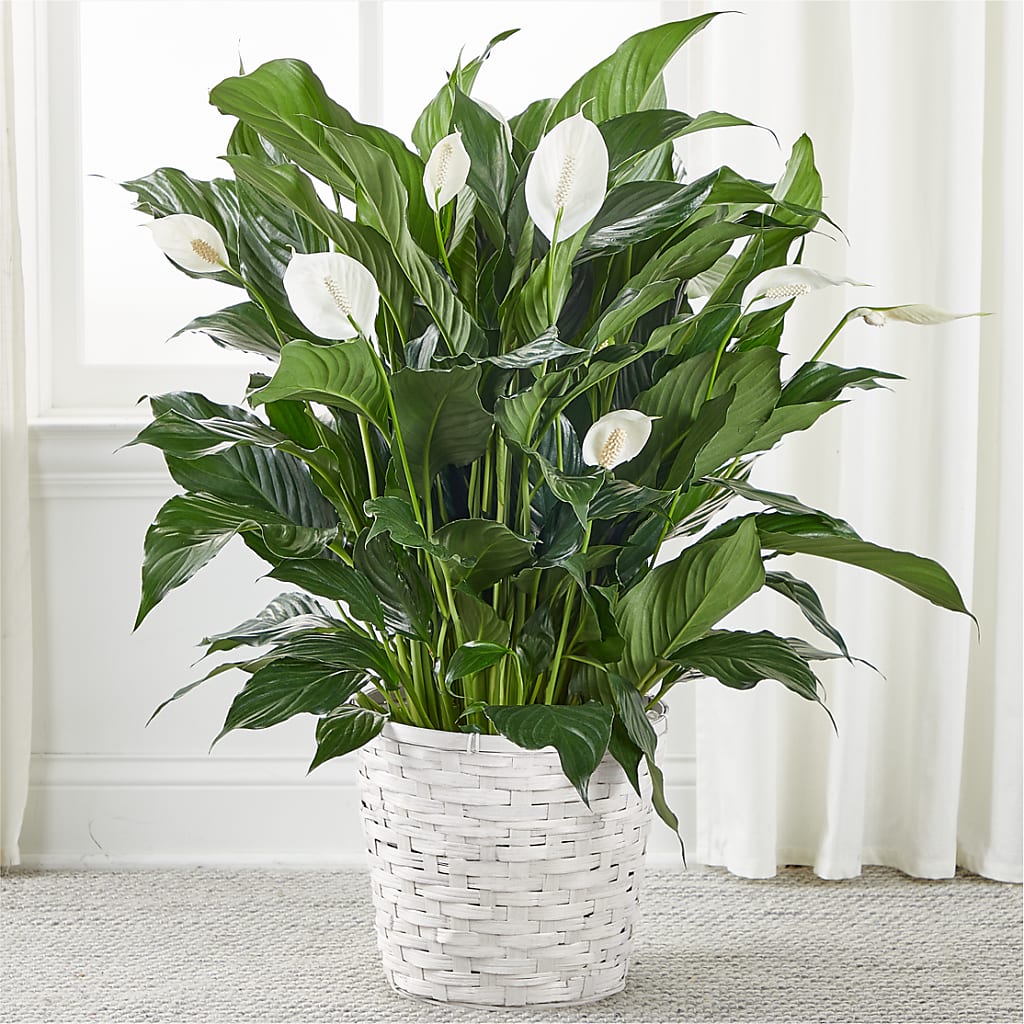 A New Leaf Peace Lily – ROBIN'S CORNER FLOWER SHOP, Taunton MA