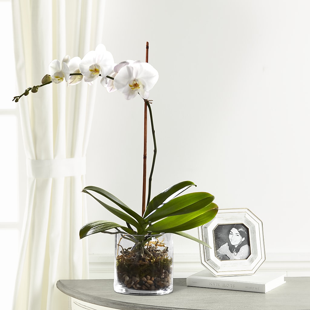 White Orchid Planter – ROBIN'S CORNER FLOWER SHOP, Taunton MA