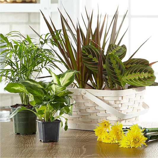 Florist Designed Blooming and Green Plants in a Basket – ROBIN'S CORNER FLOWER SHOP, Taunton MA