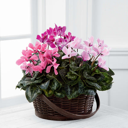 Mixed Cyclamen Planter – ROBIN'S CORNER FLOWER SHOP, Taunton MA