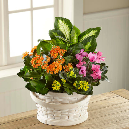 Color Crush Dishgarden – ROBIN'S CORNER FLOWER SHOP, Taunton MA