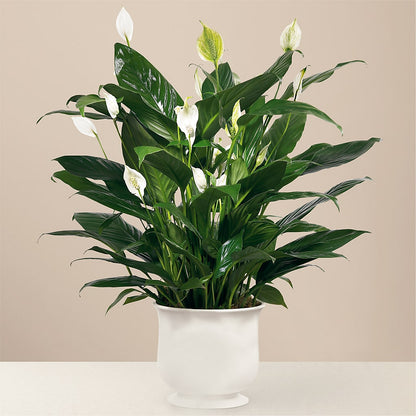 Comfort Planter – ROBIN'S CORNER FLOWER SHOP, Taunton MA