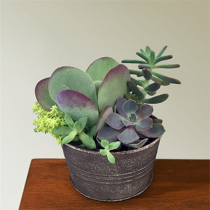 Lush Succulent Garden – ROBIN'S CORNER FLOWER SHOP, Taunton MA