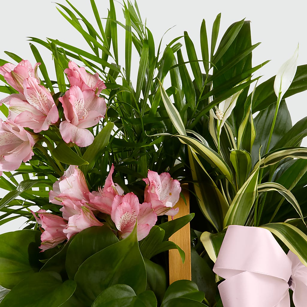 Living Spirit Dishgarden – ROBIN'S CORNER FLOWER SHOP, Taunton MA