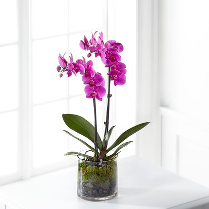 Pink Orchid Plant – ROBIN'S CORNER FLOWER SHOP, Taunton MA