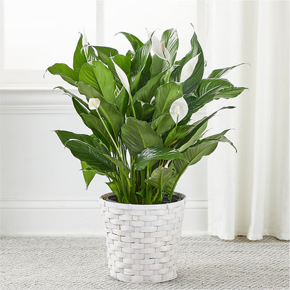 A New Leaf Peace Lily – ROBIN'S CORNER FLOWER SHOP, Taunton MA