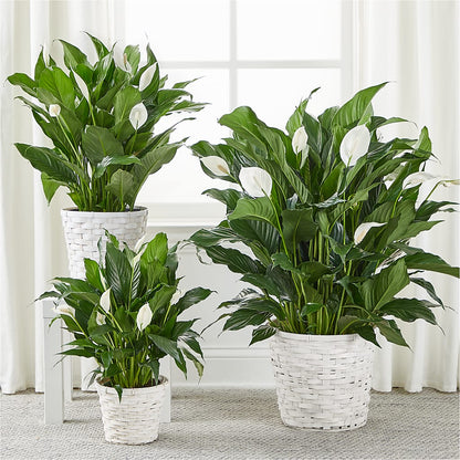 A New Leaf Peace Lily – ROBIN'S CORNER FLOWER SHOP, Taunton MA