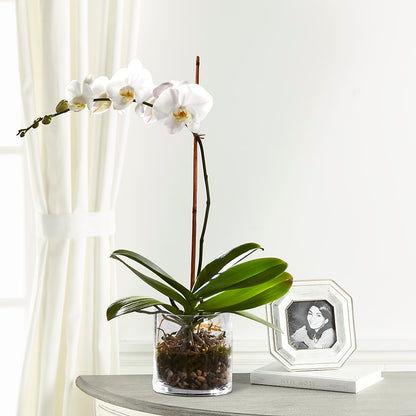 White Orchid Planter – ROBIN'S CORNER FLOWER SHOP, Taunton MA